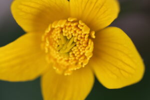 Caltha palustris